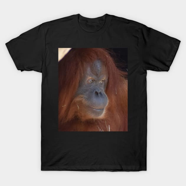 Orangutan T-Shirt by Sharonzoolady